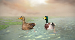 Зэрлэг нугас