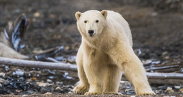 Sarkvidékek állatai