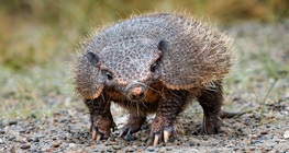 Veliki dlakavi pasanac