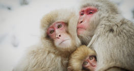 Japán makákó