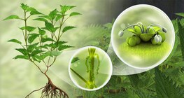 Common nettle