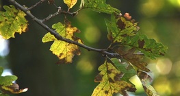 A kocsánytalan tölgy