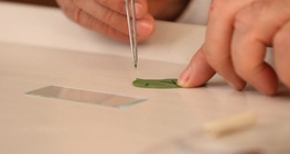 Observation of the cell nucleus