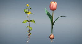 Нэг талт ба хос талт үрт ургамлын ялгаа