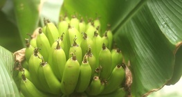 Uzgoj banana u stakleniku