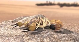 Өөхөн сүүлт хилэнцэт аалз