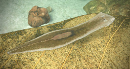 Сүүн цагаан планари