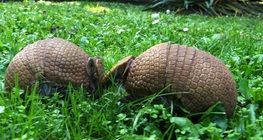 Sjeverni tropojasni pasanac