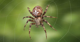 Европын цэцэрлэгийн аалз