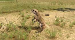 Европ зурам