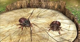 Хаврын цох (Май цох)