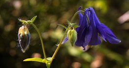 Közönséges harangláb