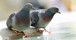 Les espèces eurytopes