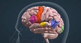 Хэл ярианы төвүүдийн зохион байгуулалт