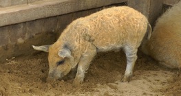 Mangalica