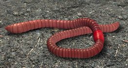 Чийгийн улаан хорхой