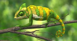 Дуулгат хамелеон