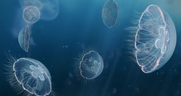 Медуз (залхаг)