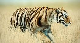 Сэлмэн шүдэт бар