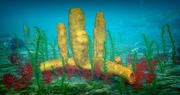 Хөвөн биетэн