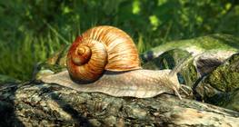 Усан үзмийн эмгэн хумс