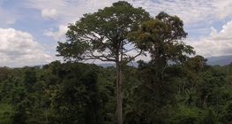 Od Sahare do Amazonije