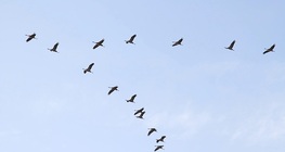 Migracija životinja