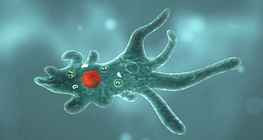 Амеба протист