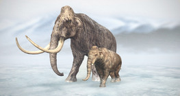 Үслэг арслан заан