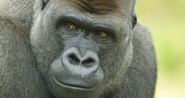 A gorilla