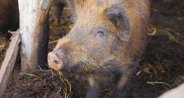 A háziasítás története