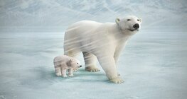 Цагаан баавгай