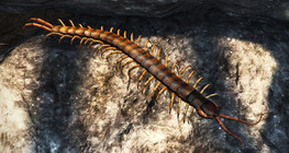 Судалт жаран хөлт