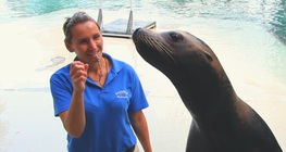 Kako dresirati tuljana?