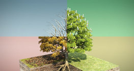 Морин туулайн бөөр