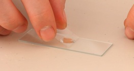 Examining crystals in onion skin