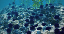 Нил ягаан далайн зараа