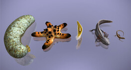 Regeneration in the animal kingdom
