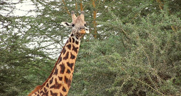 Az eső nyomában: szavannák