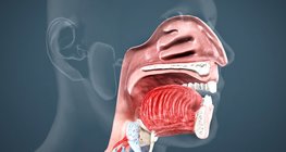 Амны хөндий, залгиур хоолой, улаан хоолой