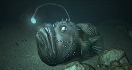 Далайн чөтгөр