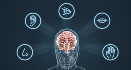 Мэдрэхүйн эрхтнүүд