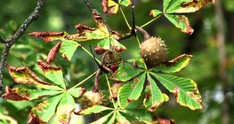 Közönséges vadgesztenye