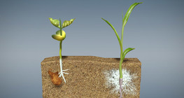 Үр болон соёололт