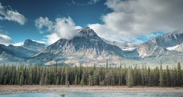 Az erdők megmentése