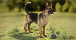 Гэрийн нохой