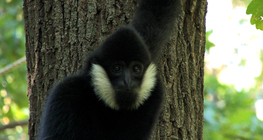 Crested gibbon