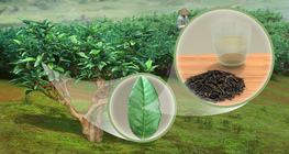 Tea plant (Camellia sinensis)