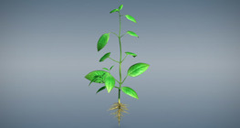 Ургамлын ургал эрхтнүүд