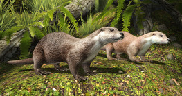 Голын халиу